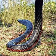 black snake in brisbane removed