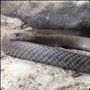 Logan snake catcher removes eastern brown snake