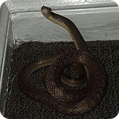 Logan Snake Removal | Brisbane Snake Catcher